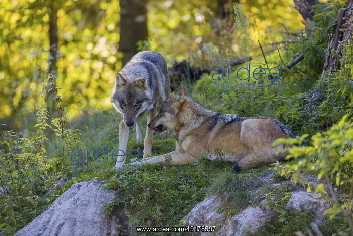 : Two eurasian gray wolves (Canis lupus lupus) : Two eurasian gray wolves (Canis lupus lupus)