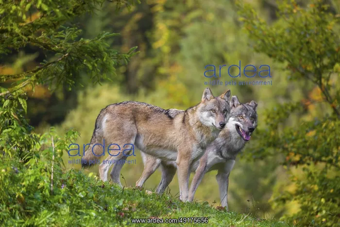 : Two eurasian gray wolves (Canis lupus lupus) stand in a meadow on a hill : Two eurasian gray wolves (Canis lupus lupus) stand in a meadow on a hill