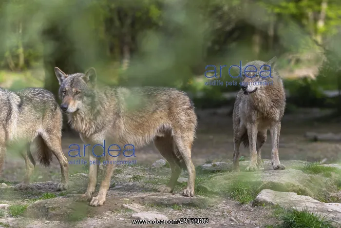 : Three eurasian gray wolves (Canis lupus lupus) standing between rocks and slightly hidden by green leaves : Three eurasian gray wolves (Canis lupus lupus) standing between rocks and slightly hidden by green leaves