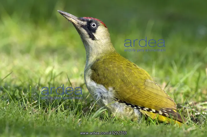 : Eurasian Green Woodpecker (Picus viridis) in gr : Eurasian Green Woodpecker (Picus viridis) in gr