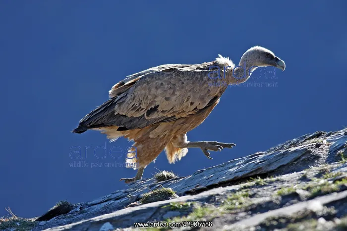 : Eurasian Griffon Vulture : Eurasian Griffon Vulture