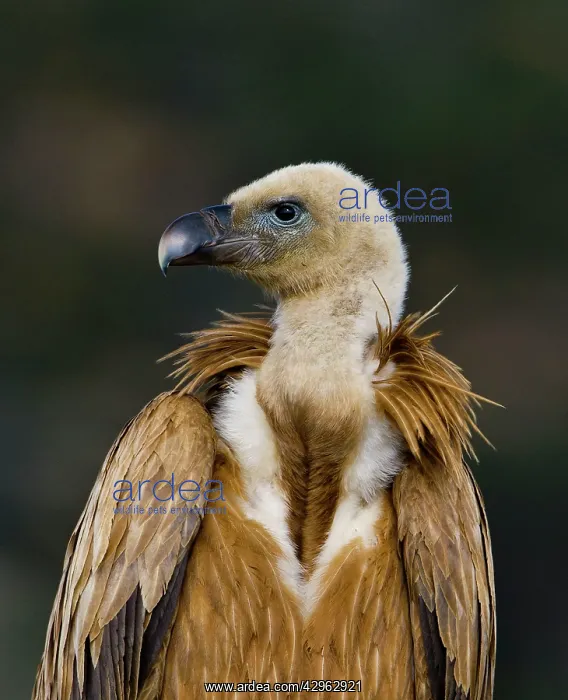 : Eurasian Griffon Vulture : Eurasian Griffon Vulture