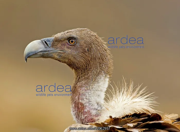 : Eurasian Griffon Vulture : Eurasian Griffon Vulture