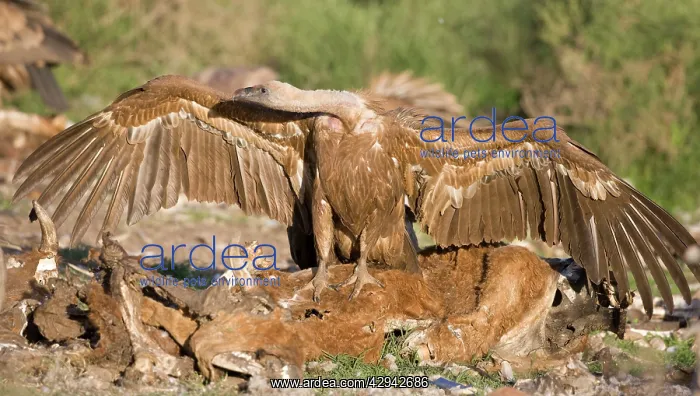  : Eurasian Griffon Vulture in aggressive posture at carcass