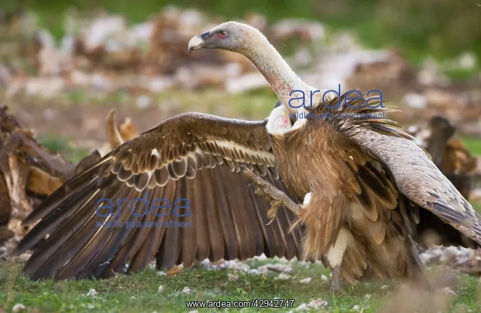 : Eurasian Griffon Vulture in aggressive posture at carcass : Eurasian Griffon Vulture in aggressive posture at carcass