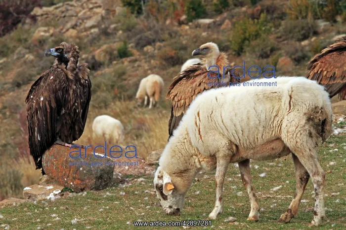 : Eurasian Griffon Vulture, Black Vulture & sheep : Eurasian Griffon Vulture, Black Vulture & sheep
