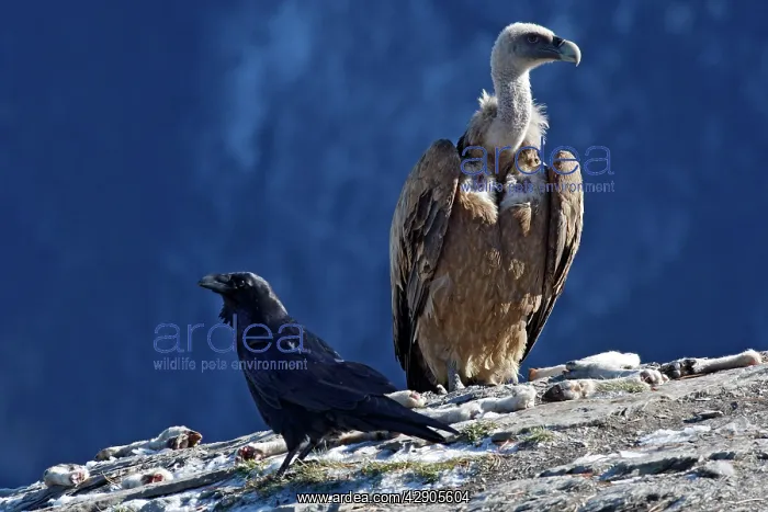 : Eurasian Griffon Vulture and common raven (Corvus corax) : Eurasian Griffon Vulture and common raven (Corvus corax)