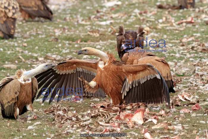 : Eurasian Griffon Vulture - at feeding station : Eurasian Griffon Vulture - at feeding station