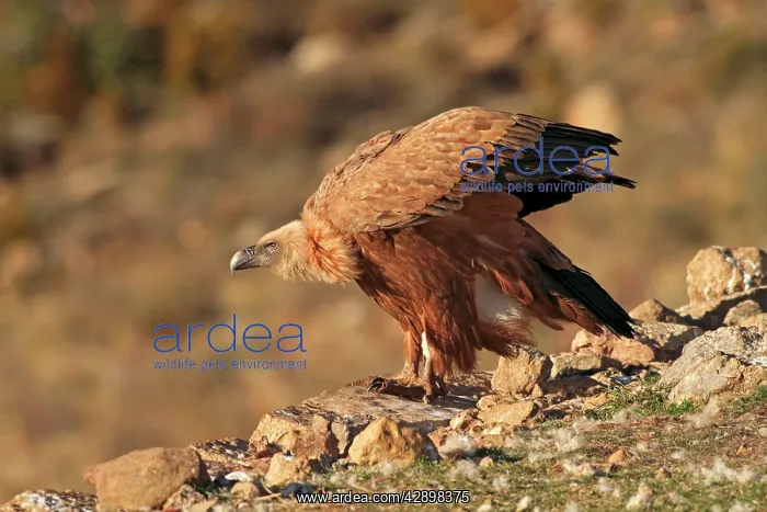 : Eurasian Griffon Vulture - at feeding station : Eurasian Griffon Vulture - at feeding station