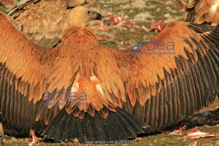 : Eurasian Griffon Vulture - at feeding station : Eurasian Griffon Vulture - at feeding station