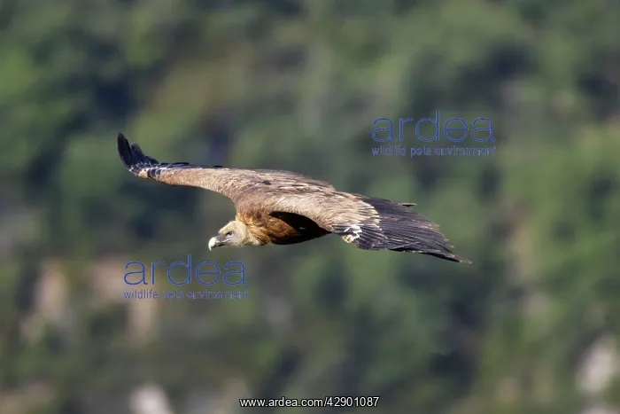 : Eurasian Griffon Vulture - in flight : Eurasian Griffon Vulture - in flight