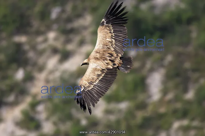: Eurasian Griffon Vulture - in flight : Eurasian Griffon Vulture - in flight