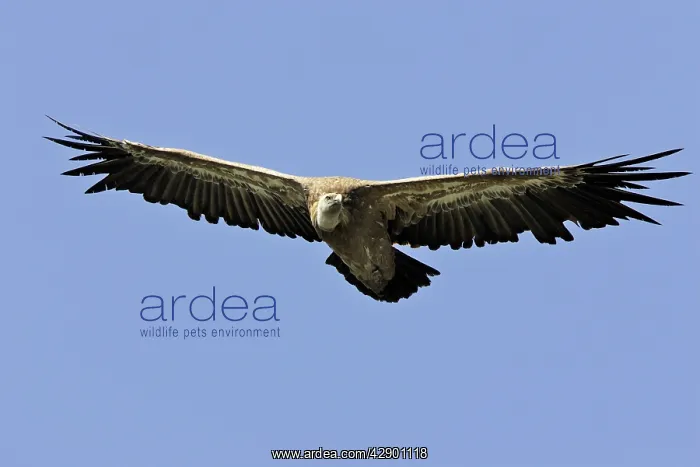 : Eurasian Griffon Vulture - in flight : Eurasian Griffon Vulture - in flight