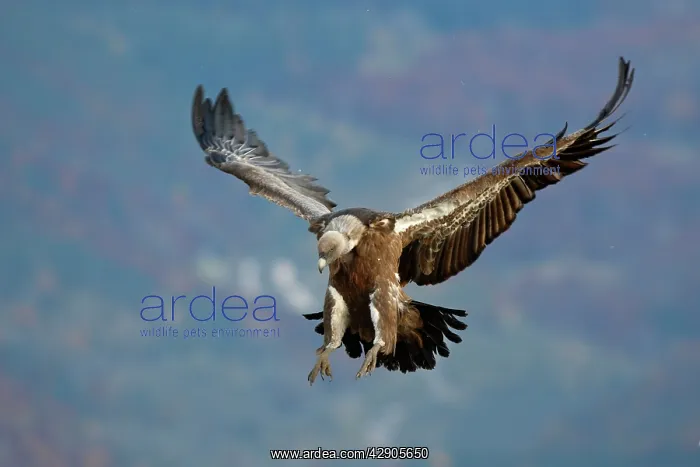 : Eurasian Griffon Vulture - in flight : Eurasian Griffon Vulture - in flight