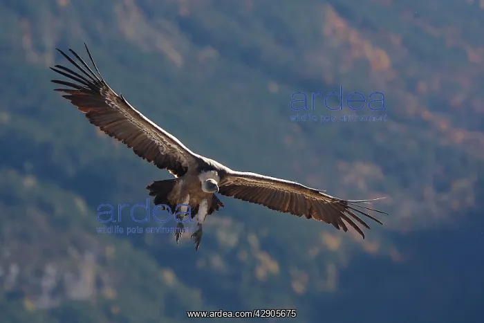 : Eurasian Griffon Vulture - in flight : Eurasian Griffon Vulture - in flight