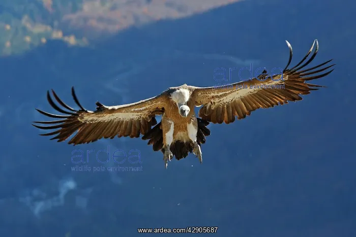 : Eurasian Griffon Vulture - in flight : Eurasian Griffon Vulture - in flight