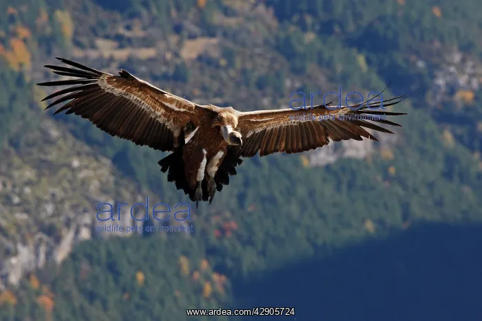: Eurasian Griffon Vulture - in flight : Eurasian Griffon Vulture - in flight