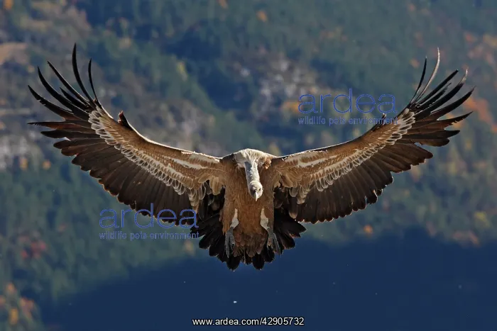 : Eurasian Griffon Vulture - in flight : Eurasian Griffon Vulture - in flight