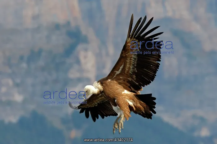 : Eurasian Griffon Vulture - in flight : Eurasian Griffon Vulture - in flight