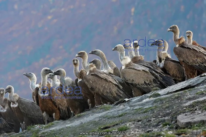 : Eurasian Griffon Vulture - flock at feeding station : Eurasian Griffon Vulture - flock at feeding station