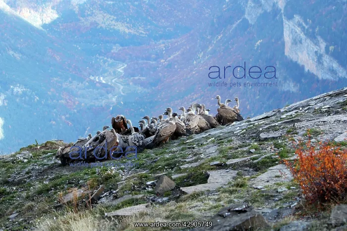 : Eurasian Griffon Vulture - group at feeding station : Eurasian Griffon Vulture - group at feeding station