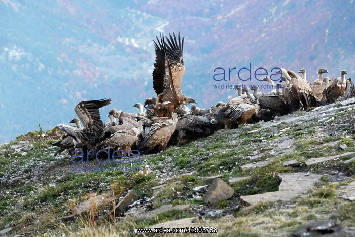 : Eurasian Griffon Vulture - group at feeding station : Eurasian Griffon Vulture - group at feeding station