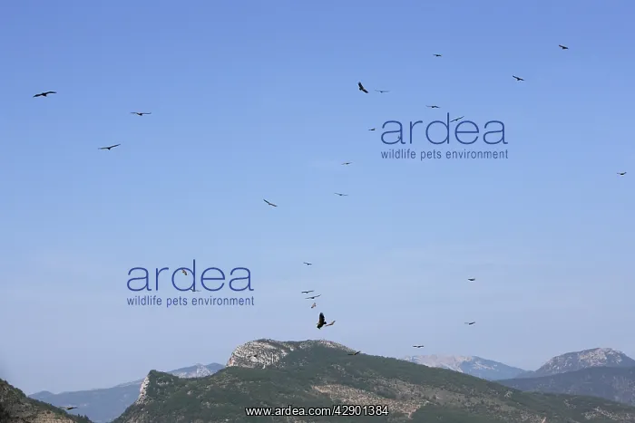 : Eurasian Griffon Vulture - group in flight : Eurasian Griffon Vulture - group in flight