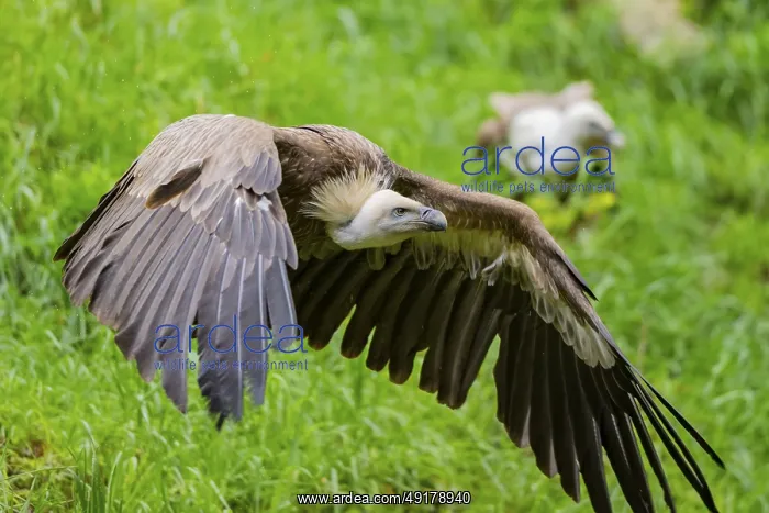 : Eurasian griffon vulture (Gyps fulvus) starts flying from a meadow : Eurasian griffon vulture (Gyps fulvus) starts flying from a meadow