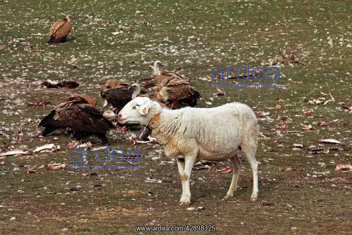 : Eurasian Griffon Vulture & sheep : Eurasian Griffon Vulture & sheep