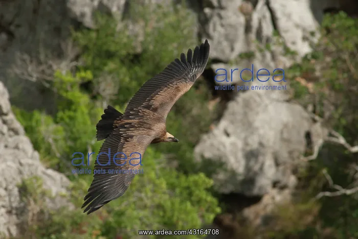 : Eurasian Griffon Vulture soaring through canyon shot rim of : Eurasian Griffon Vulture soaring through canyon shot rim of