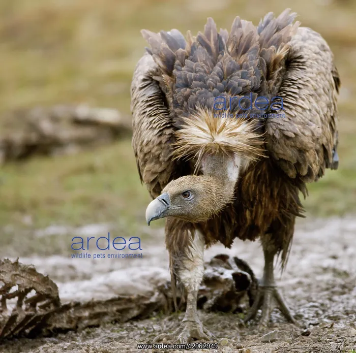 : Eurasian Griffon Vulture - in threatening pose : Eurasian Griffon Vulture - in threatening pose