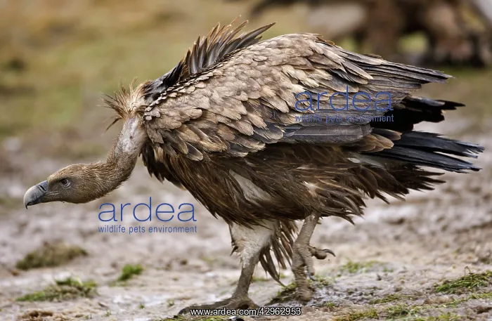 : Eurasian Griffon Vulture - in threatening pose : Eurasian Griffon Vulture - in threatening pose