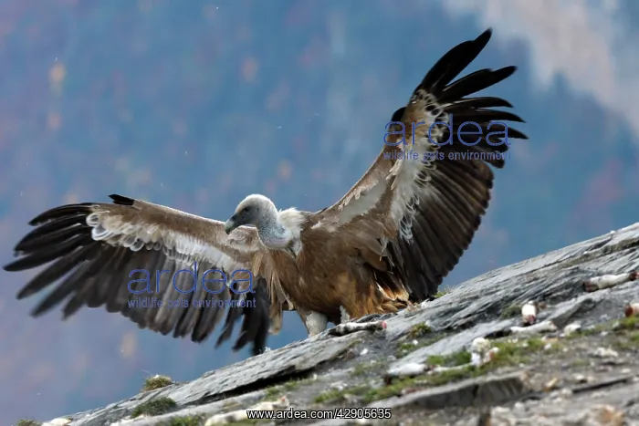 : Eurasian Griffon Vulture - with wings spread at : Eurasian Griffon Vulture - with wings spread at