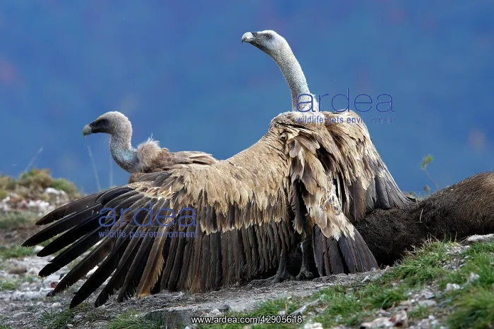 : Eurasian Griffon Vulture - with wings spread on prey : Eurasian Griffon Vulture - with wings spread on prey