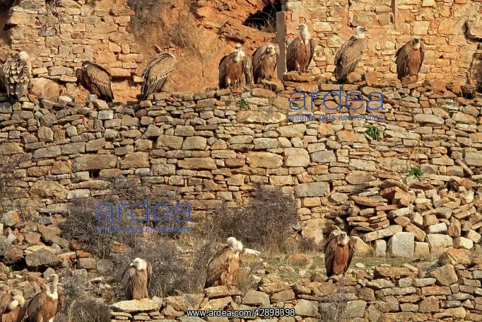 : Eurasian Griffon Vultures : Eurasian Griffon Vultures