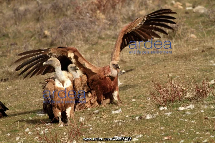 : Eurasian Griffon Vultures : Eurasian Griffon Vultures