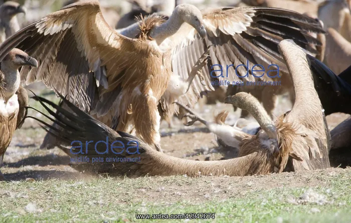: Eurasian Griffon Vultures fighting at carcass : Eurasian Griffon Vultures fighting at carcass