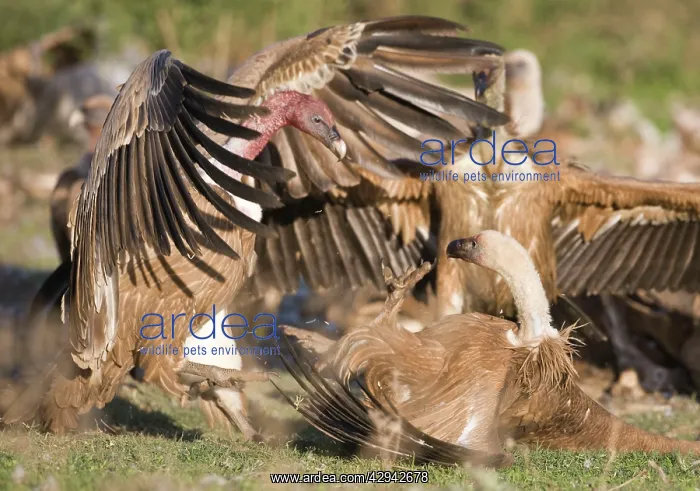 : Eurasian Griffon Vultures fighting at carcass : Eurasian Griffon Vultures fighting at carcass