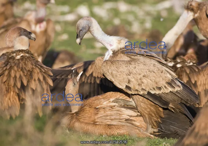 : Eurasian Griffon Vultures fighting at carcass : Eurasian Griffon Vultures fighting at carcass