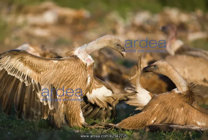 : Eurasian Griffon Vultures fighting at carcass : Eurasian Griffon Vultures fighting at carcass