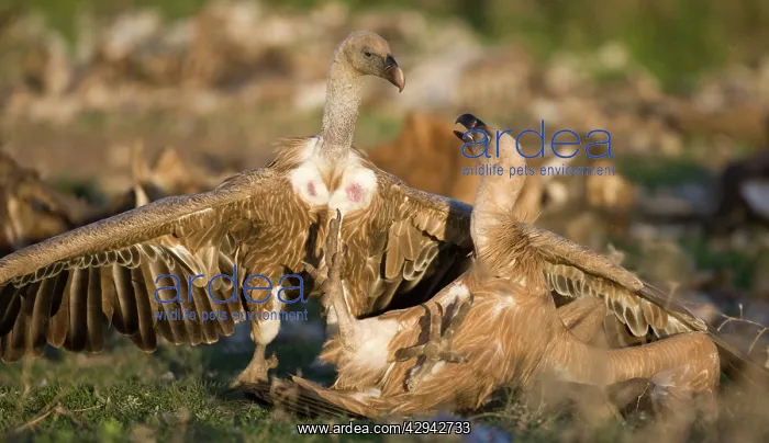 : Eurasian Griffon Vultures fighting at carcass : Eurasian Griffon Vultures fighting at carcass