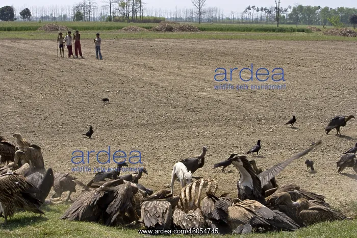 : Eurasian Griffon Vultures and White-rumped Vultures : Eurasian Griffon Vultures and White-rumped Vultures