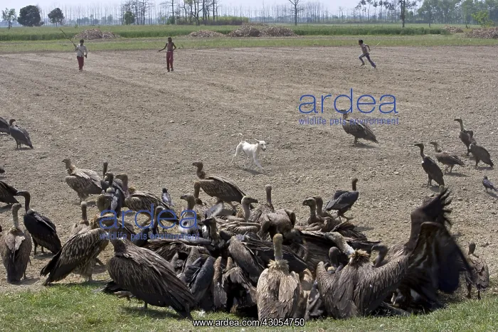  : Eurasian Griffon Vultures and White-rumped Vultures
