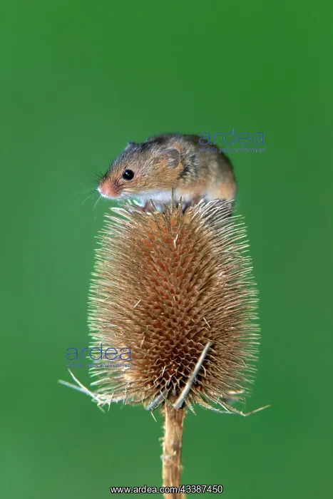 : Eurasian harvest mouse (Micromys minutus), adult, o : Eurasian harvest mouse (Micromys minutus), adult, o
