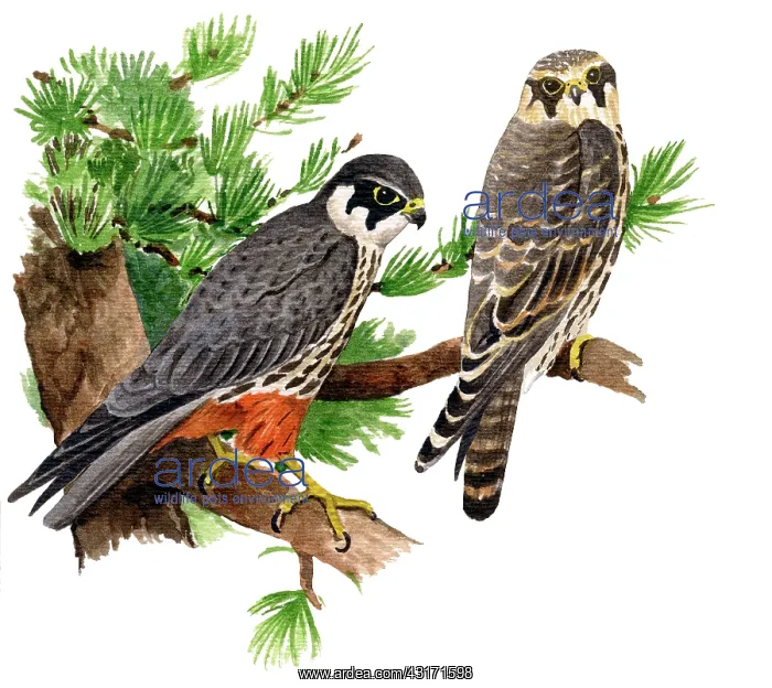 : Hobby. Eurasian hobby ( Falco subbuteo) adult in front : Hobby. Eurasian hobby ( Falco subbuteo) adult in front