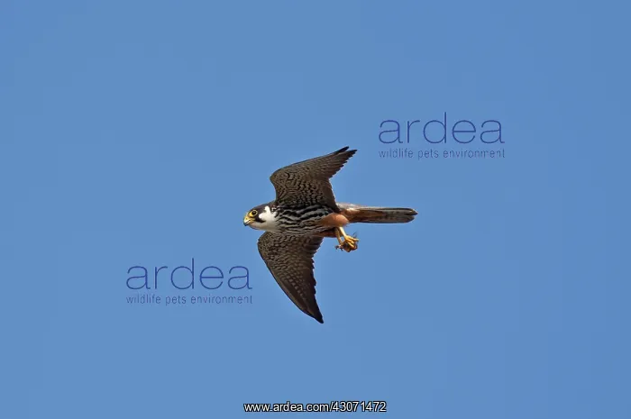: Eurasian Hobby (Falco subbuteo) with pray, a Dragonfly : Eurasian Hobby (Falco subbuteo) with pray, a Dragonfly