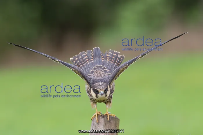 : Eurasian Hobby (Falco subbuteo) ready to fly, t : Eurasian Hobby (Falco subbuteo) ready to fly, t