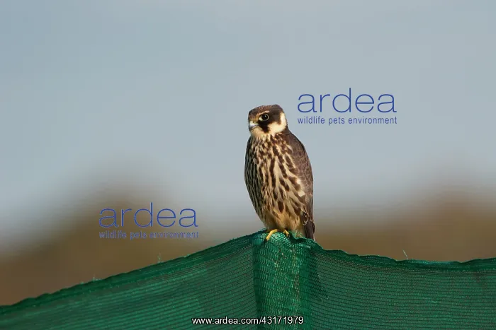 : Hobby. Eurasian Hobby (Falco subbuteo) sitting on a fence, The Netherlands, Zuid-Holland : Hobby. Eurasian Hobby (Falco subbuteo) sitting on a fence, The Netherlands, Zuid-Holland