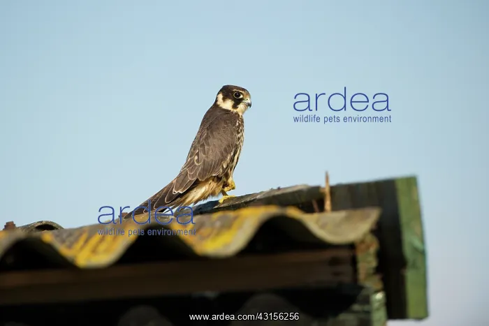 : Hobby. Eurasian Hobby (Falco subbuteo) sitting on a roof : Hobby. Eurasian Hobby (Falco subbuteo) sitting on a roof