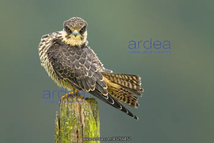  : Eurasian Hobby (Falco subbuteo) young adult res
